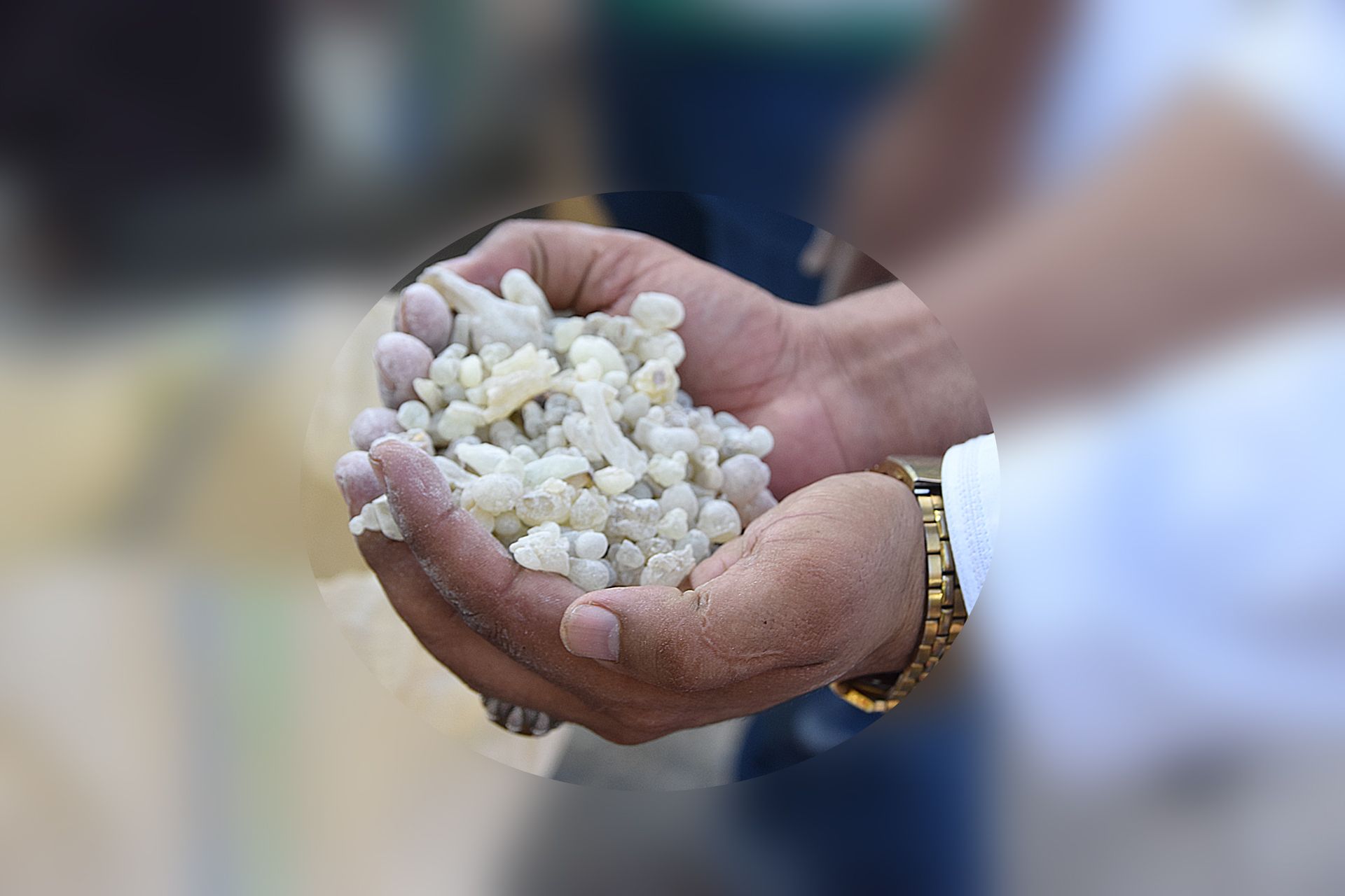 Oman frankincense 