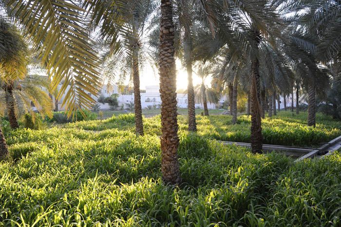 Wadi Bani Khalid à Oman Palmeraie de Birkat Al Mawz. Oman